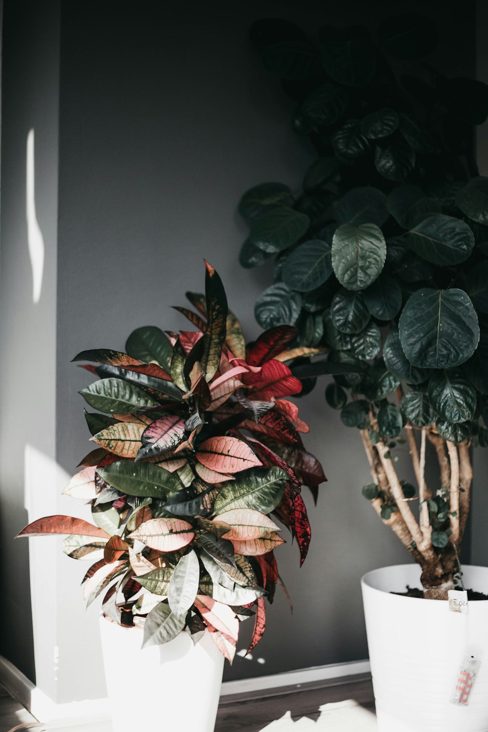 two green leafed plants in white pots