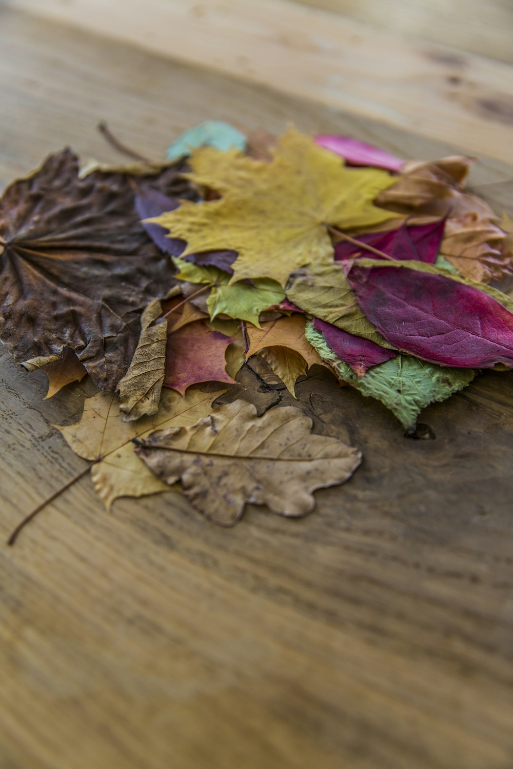 feuilles de couleurs assorties sur une surface brune