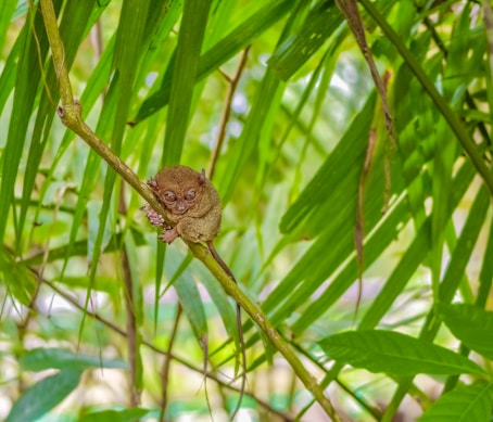 brown tarsier perched on branch