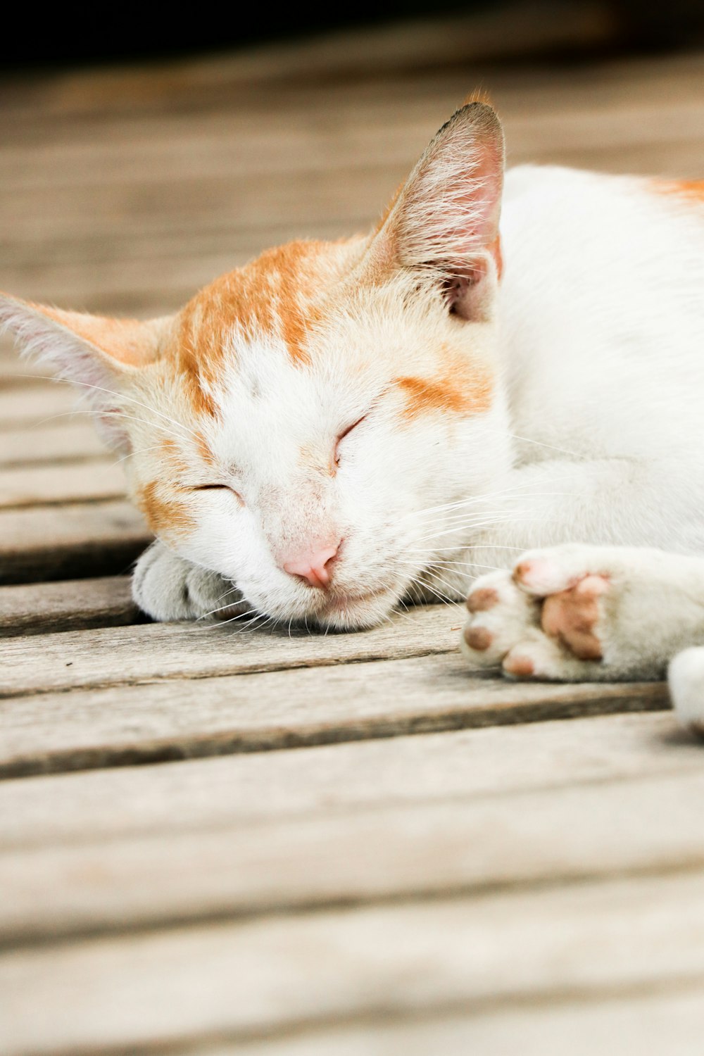 orange and white tabby cat lying on wooden floor