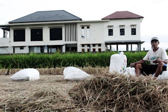 A man sits on a large white sack amidst a harvested field, with several identical sacks nearby. Behind him, there's a building with a modern design, featuring a dark roof and multiple windows. The lush green crops are visible in front of the building.