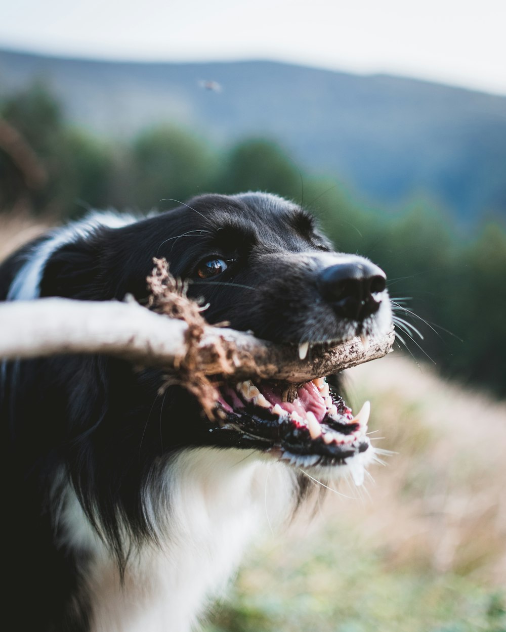 fotografia de foco raso do cão