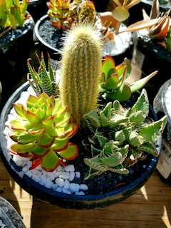A round black pot contains a variety of succulent plants and a small cactus. The succulents have thick, fleshy leaves with red-tipped edges, and the cactus is tall with dense yellowish spines. The potting medium includes small white decorative rocks and dark soil. The surrounding area has other similar pots with various succulents and cacti.