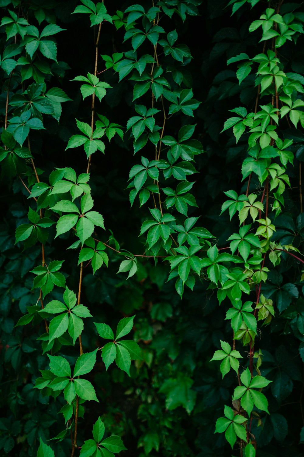 녹색 잎이 많은 덩굴 식물
