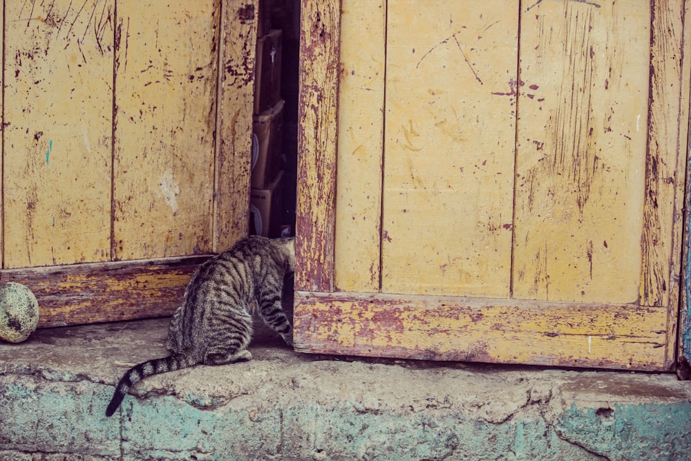 Foto: getigerte Katze sitzt neben der Tür