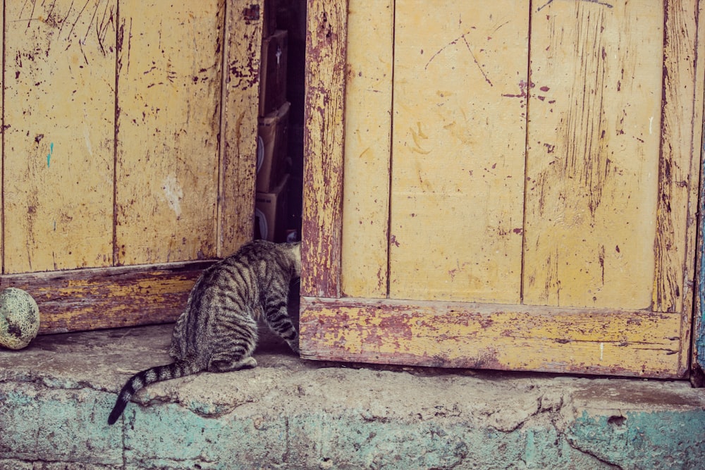 photo tabby cat sitting beside door