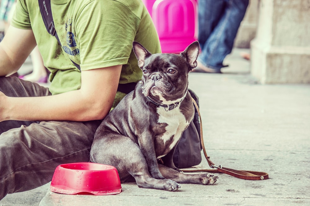 person sitting beside short-coated black puppy