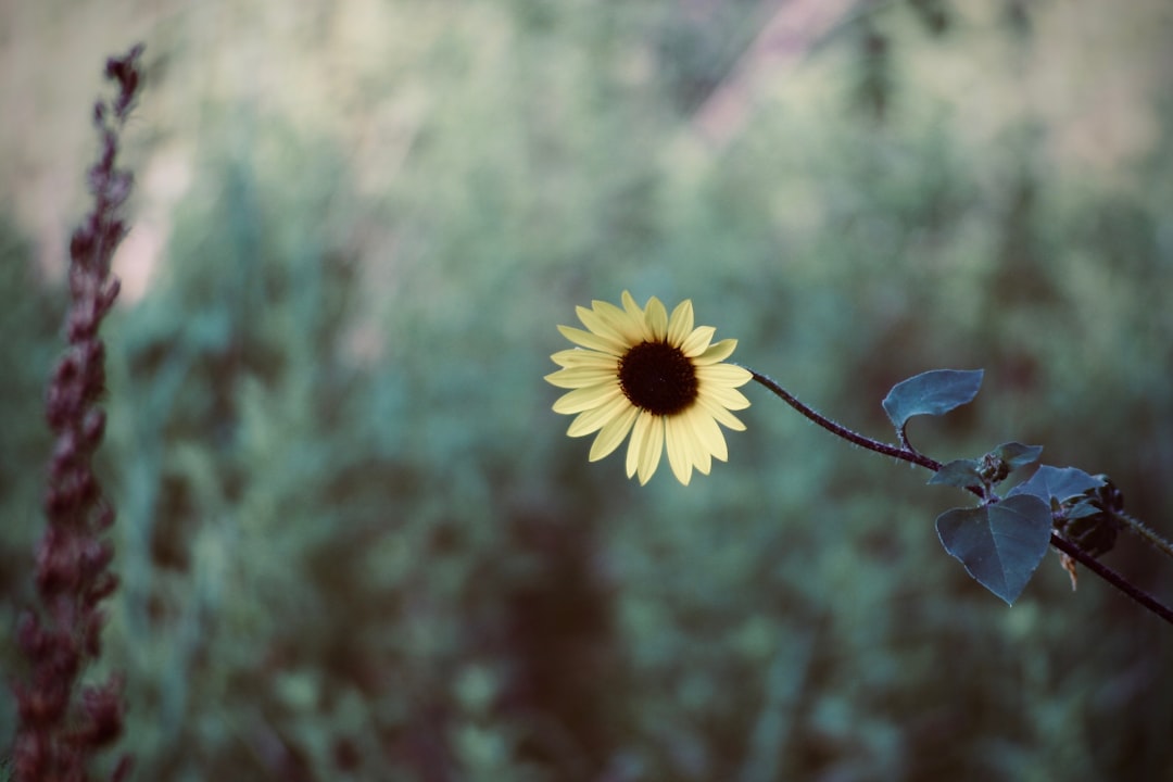 black-eyed Susan flower at bloom