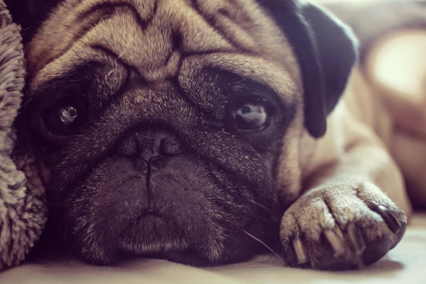 Close-up of a pug receiving gentle skin care with a soft brush.