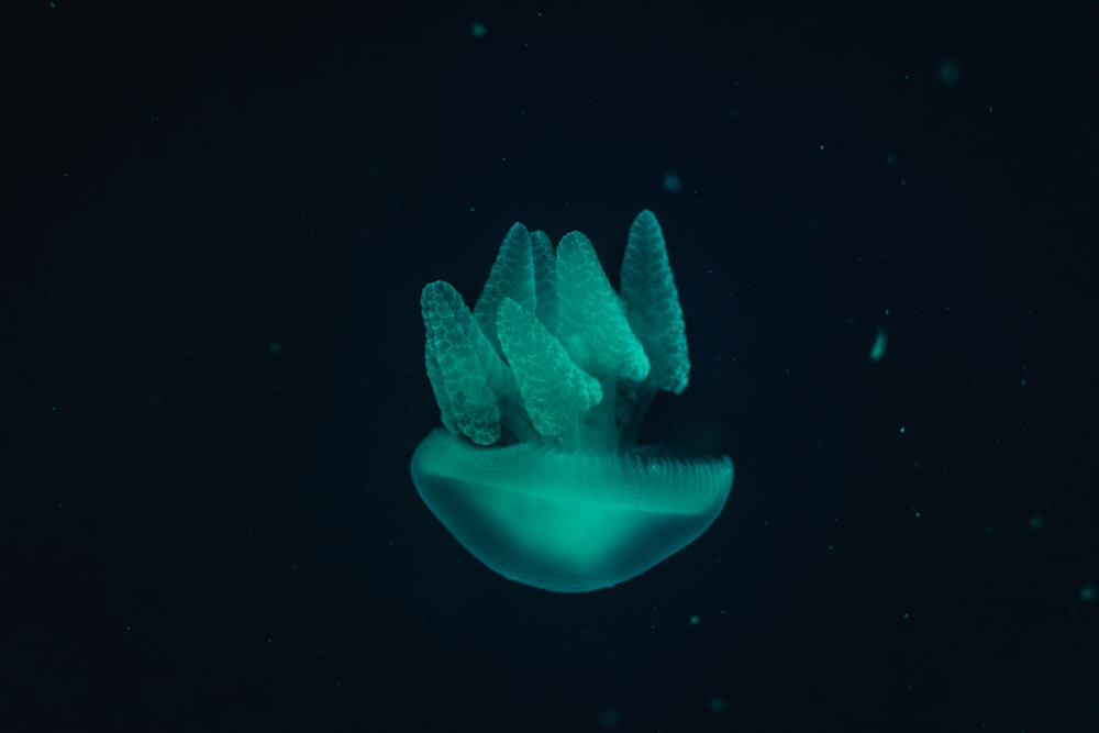 a close up of a jelly in the dark
