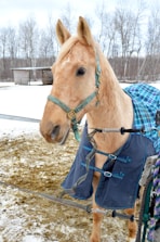 A light brown horse is standing in a snowy outdoor enclosure, wearing a blue and green checkered blanket. The horse has a harness and is situated in a winter setting with bare trees and a wooden shelter in the background.
