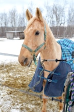 A light brown horse is standing in a snowy outdoor enclosure, wearing a blue and green checkered blanket. The horse has a harness and is situated in a winter setting with bare trees and a wooden shelter in the background.