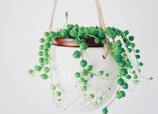 green leafed vine plant hanging on wall