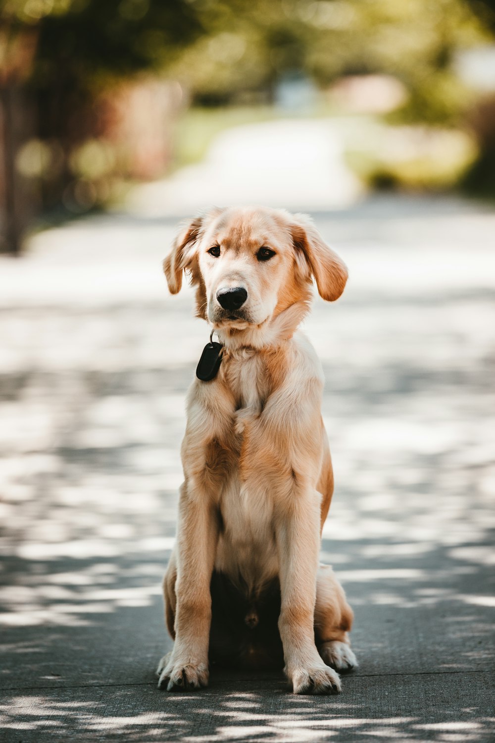 adult golden retriever sitting on gray road