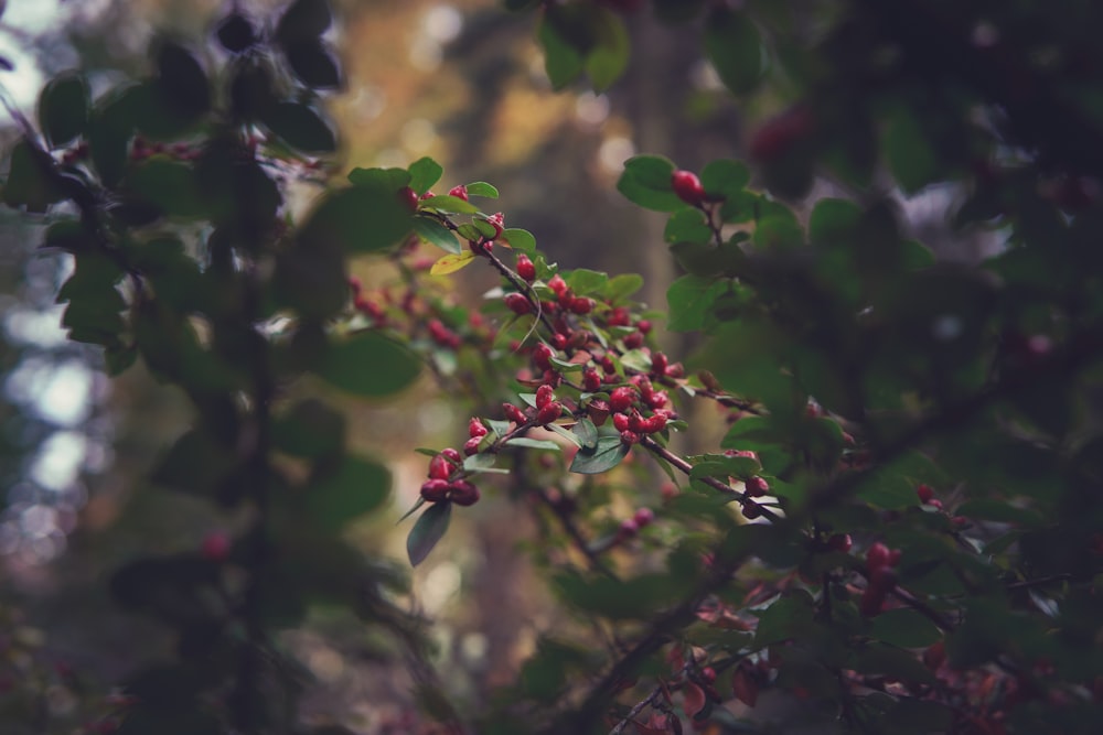 red fruits