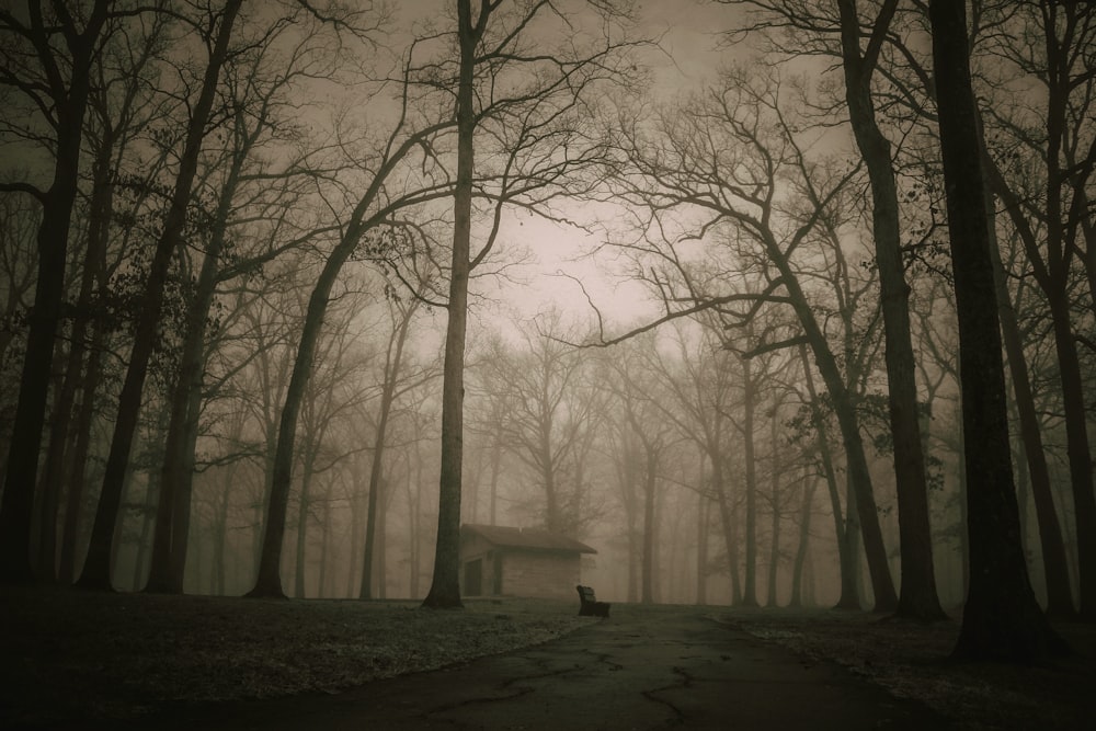 枯れた木々に囲まれた家のシルエット写真
