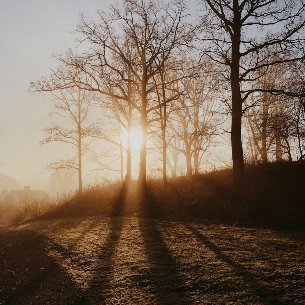 silhouette d’arbre nu pendant la journée