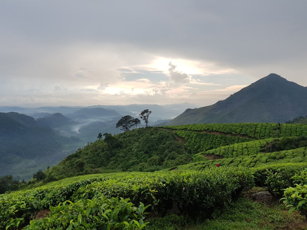 plants on mountain