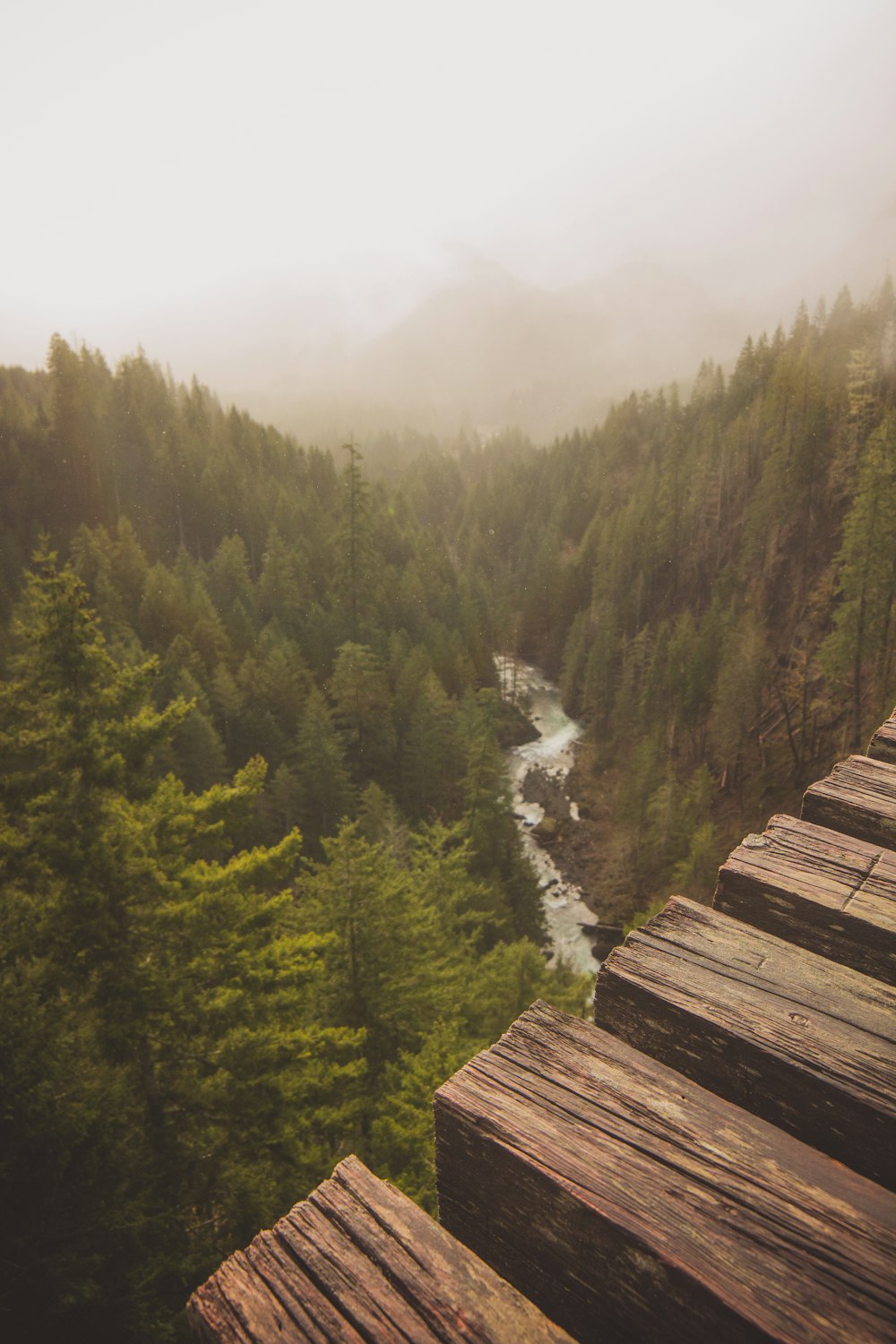 top view photo of river between pine trees