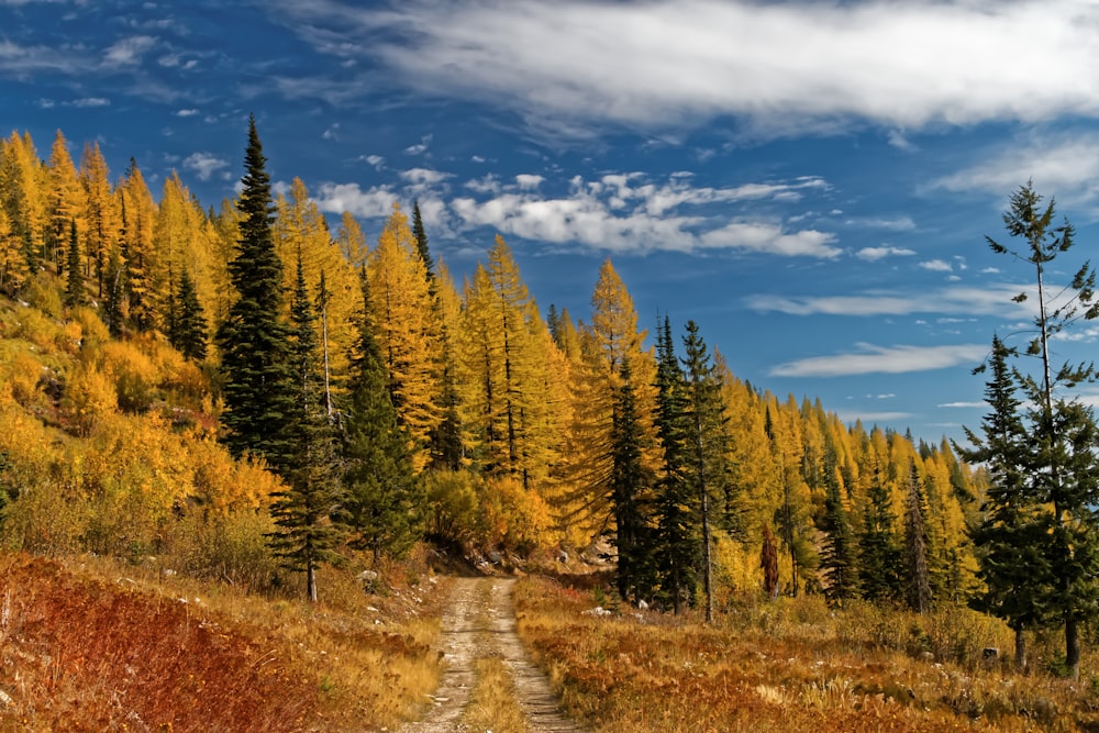 strada accanto alla foresta