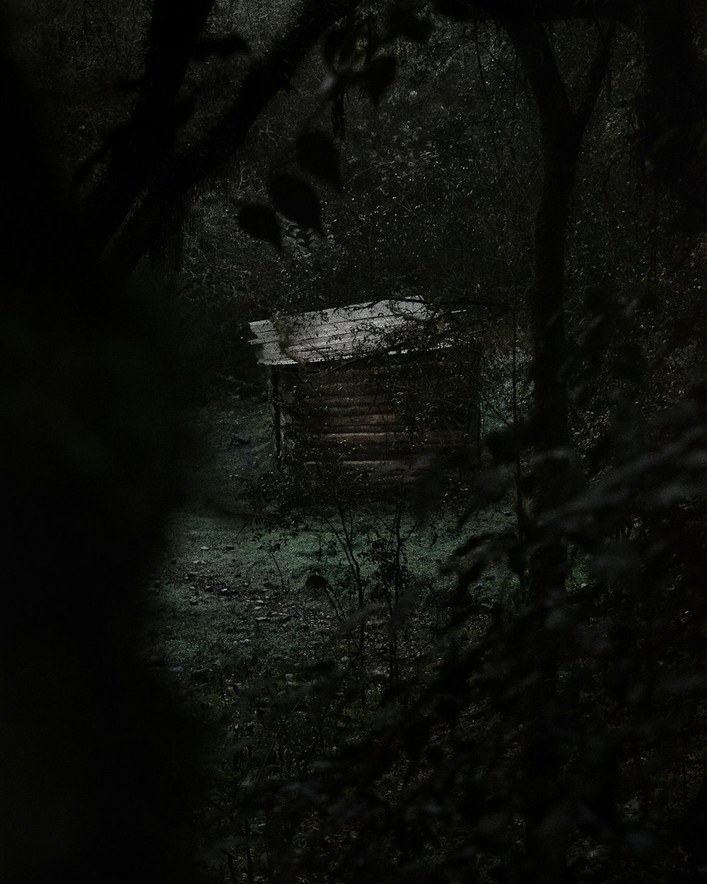 brown wooden house surrounded of trees