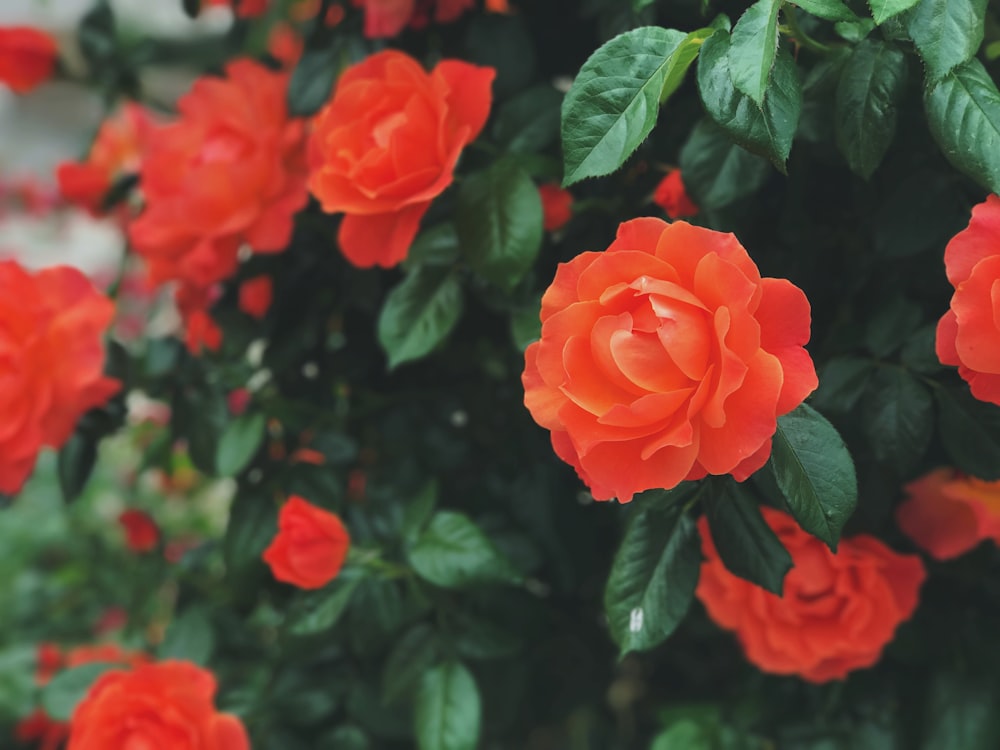 red rose in bloom during daytime