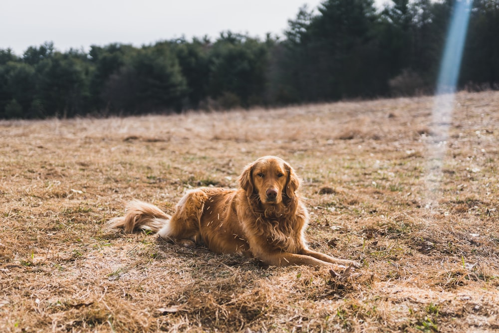 short-coated brown dog leaning on ground near green leaf trees under cloudy sky at daytime