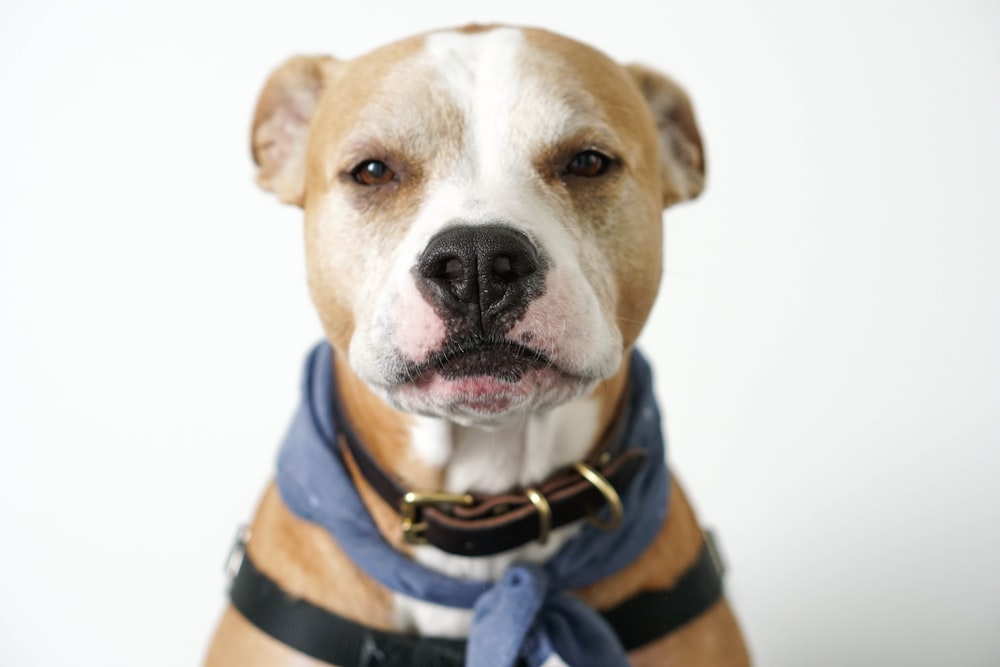 selective focus photography of brown dog