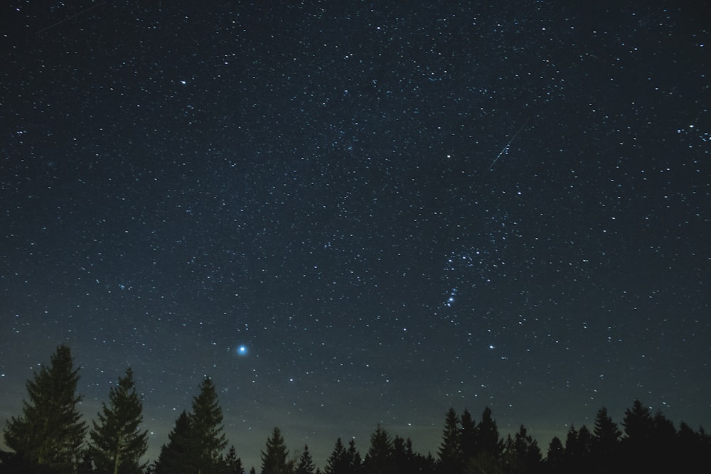 silhouette of trees under starry sky