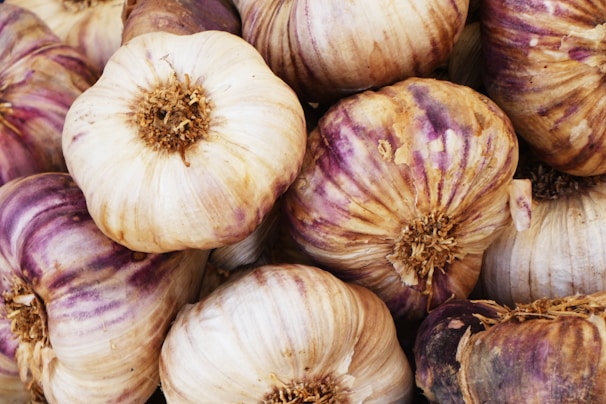 Close-up of fresh garlic bulbs with vibrant purple stripes on their skins.
