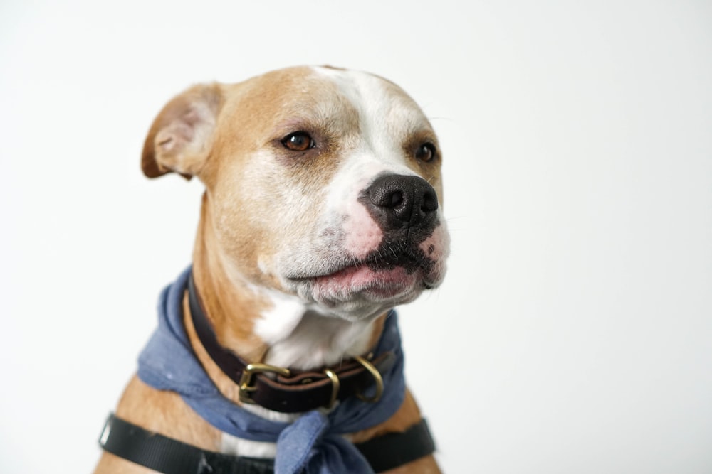 close-up photo of white and beige American pitbull terrier puppy