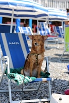 A small dog sitting on a blue beach chair with a leash attached to its harness. The chair is surrounded by pebbles and is covered by a green towel. In the background, there are blue and white striped beach umbrellas and more beach chairs.