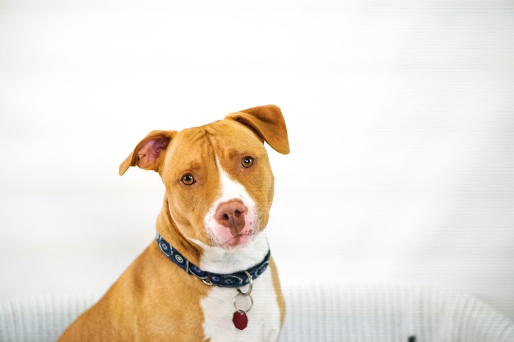 brown and white American Pit Bull Terrier puppy