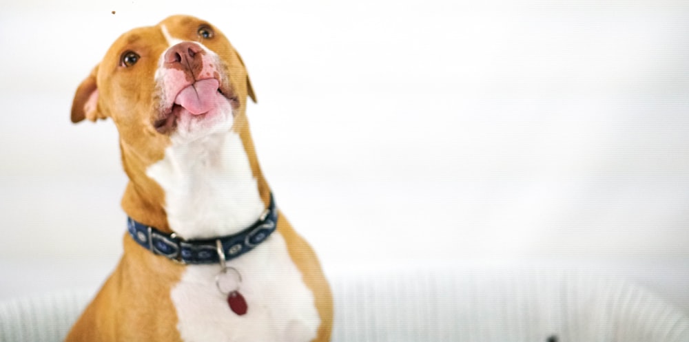 short-coated brown and white dog on couch