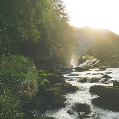 A serene landscape featuring a clear water source surrounded by lush greenery.