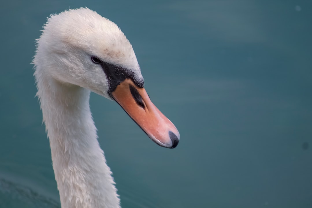 travelers stories about Wildlife in Zürich, Switzerland