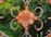 An ornate metal decoration with a floral pattern is prominently displayed. The intricate design features a flower in the center with petal-like elements and curving hooks extending outwards. The metal has a weathered, rusty appearance, contrasted against a lush, green, out-of-focus background.