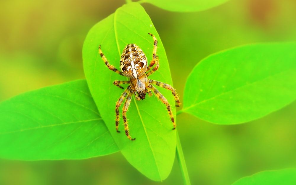 selective focus photo of brown and white spider on green leaf during daytime