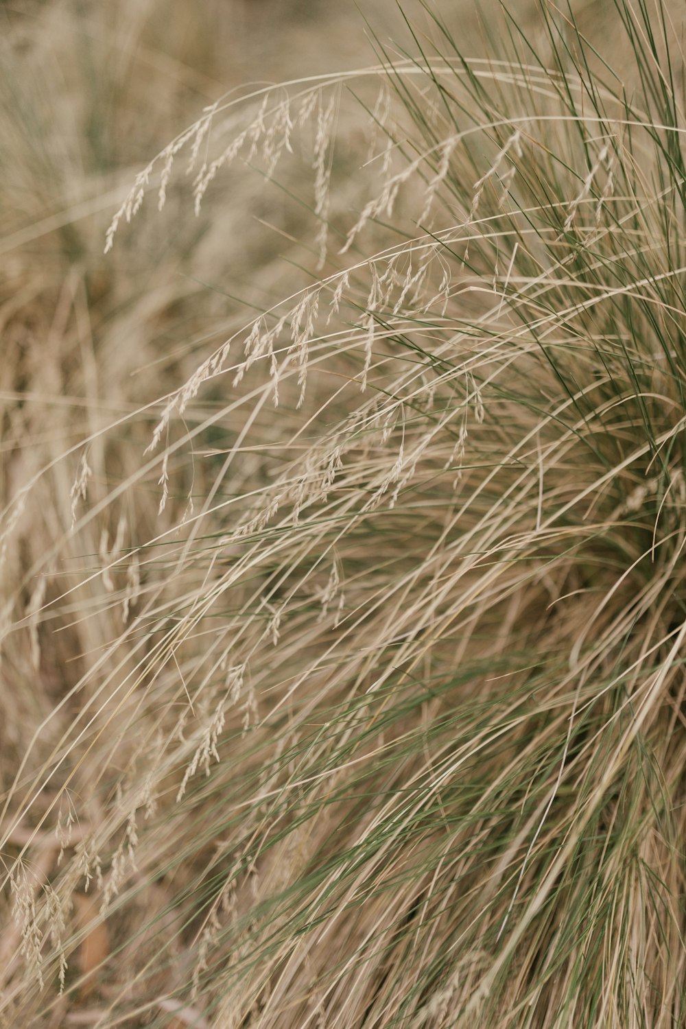 a close up of a bunch of tall grass