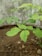 Several young plants with light green leaves are growing in soil, surrounded by a rough concrete surface, creating a textured and earthy look.