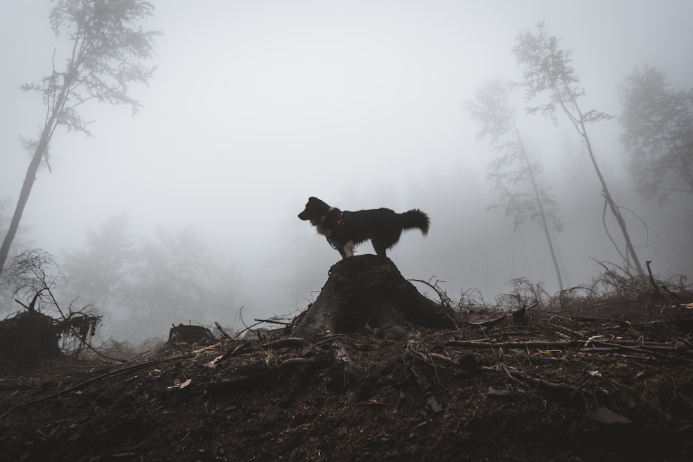 black dog standing on rock \