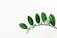green leafed plant clip art