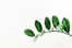 green leafed plant clip art