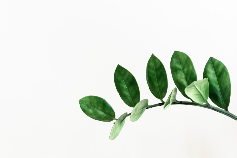 녹색 잎이 있는 식물 클립아트