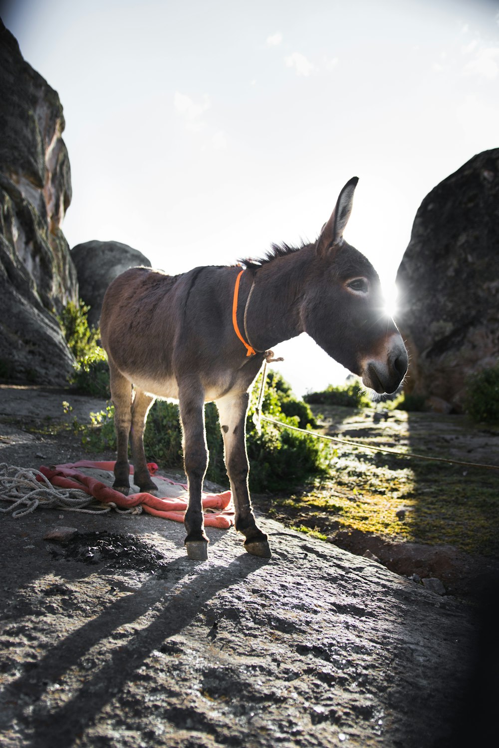 brown donkey standing beside green bush at daytime