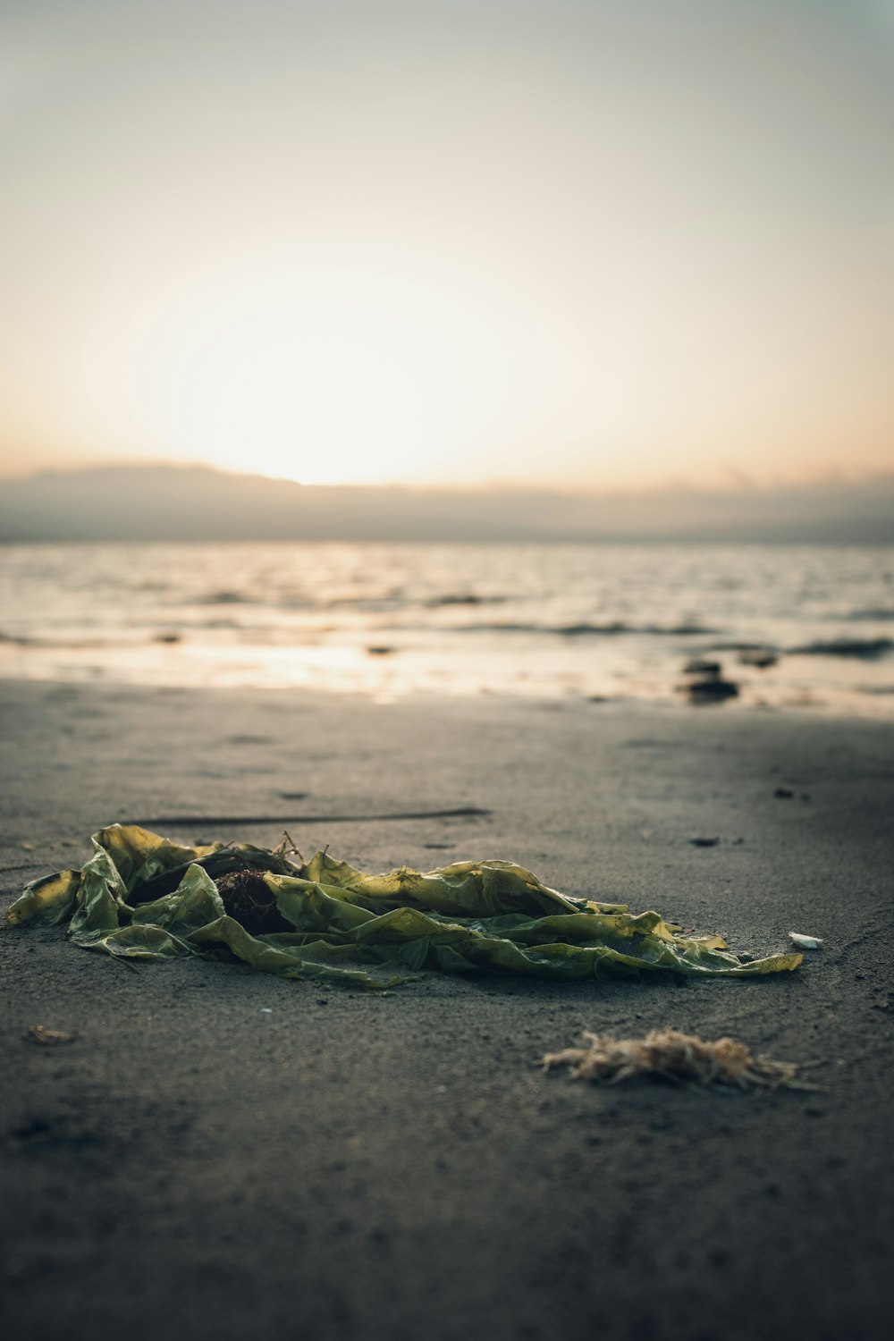 leaves on sand