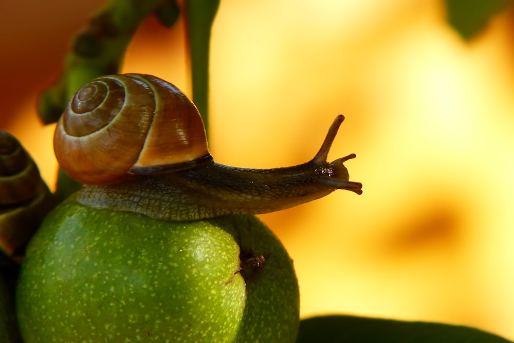 brown snail on green fruit