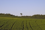 A vast agricultural field with rows of green crops extending towards the horizon. The field is bordered by a line of dense trees and there is a single tall tree standing prominently in the middle distance. The sky is clear with a light blue hue, contributing to the serene atmosphere.