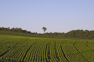 A vast agricultural field with rows of green crops extending towards the horizon. The field is bordered by a line of dense trees and there is a single tall tree standing prominently in the middle distance. The sky is clear with a light blue hue, contributing to the serene atmosphere.