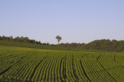 A vast agricultural field with rows of green crops extending towards the horizon. The field is bordered by a line of dense trees and there is a single tall tree standing prominently in the middle distance. The sky is clear with a light blue hue, contributing to the serene atmosphere.